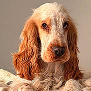 Mango participe au concours pour gagner de l'argent avec cette photo : dog, close_up, long_ears, fur, brown_and_white, pet, canine, portrait, cozy, blanket, relaxed, indoor, animal, cute, furry, paw, snout, whiskers, expression, soft_light