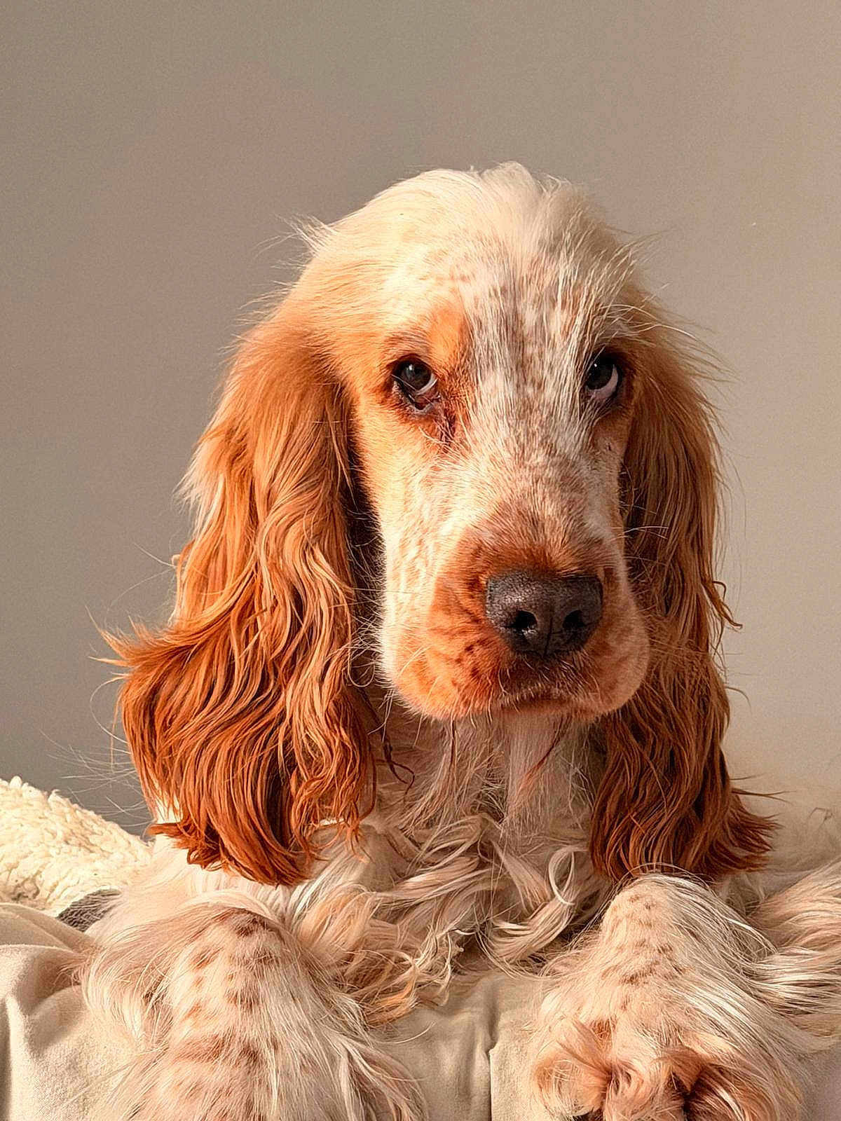 Mango participe au concours pour gagner de l'argent avec cette photo : dog, close_up, long_ears, fur, brown_and_white, pet, canine, portrait, cozy, blanket, relaxed, indoor, animal, cute, furry, paw, snout, whiskers, expression, soft_light
