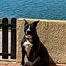 Nala By Lyla a rejoint le concours — aidez-le/la à gagner de superbes lots ! dog, black_and_white, sitting, outdoors, waterfront, lake, water, wall, fence, sunlight, shadow, collar, tag, short_hair, large_dog, white_chest, paved_ground, portrait, animal, scenic