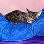 Gizmo is registered to the contest to win money with this photo: cat, sleeping, gray_cat, striped, cushion, blue_cushion, pink_wall, purple_surface, indoor, pet, cozy, resting, feline, fur, animal, cute, relaxed, home, soft, comfort