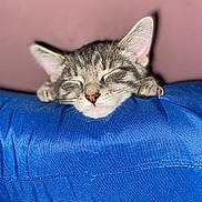 Gizmo joined the competition — help win amazing prizes! cat, kitten, sleeping, close_up, tabby, paw, pink_background, blue_fabric, cute, pet, animal, domestic_cat, resting, indoor, feline, whiskers, soft, cozy, relaxed, face