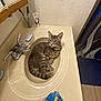Gizmo joined the competition — help win amazing prizes! cat, sink, bathroom, towel, toothbrush, toothpaste, soap, mirror, faucet, tile_floor, shower_curtain, domestic_cat, gray_cat, striped_cat, relaxed, indoor, pet, curious, bathroom_countertop, household