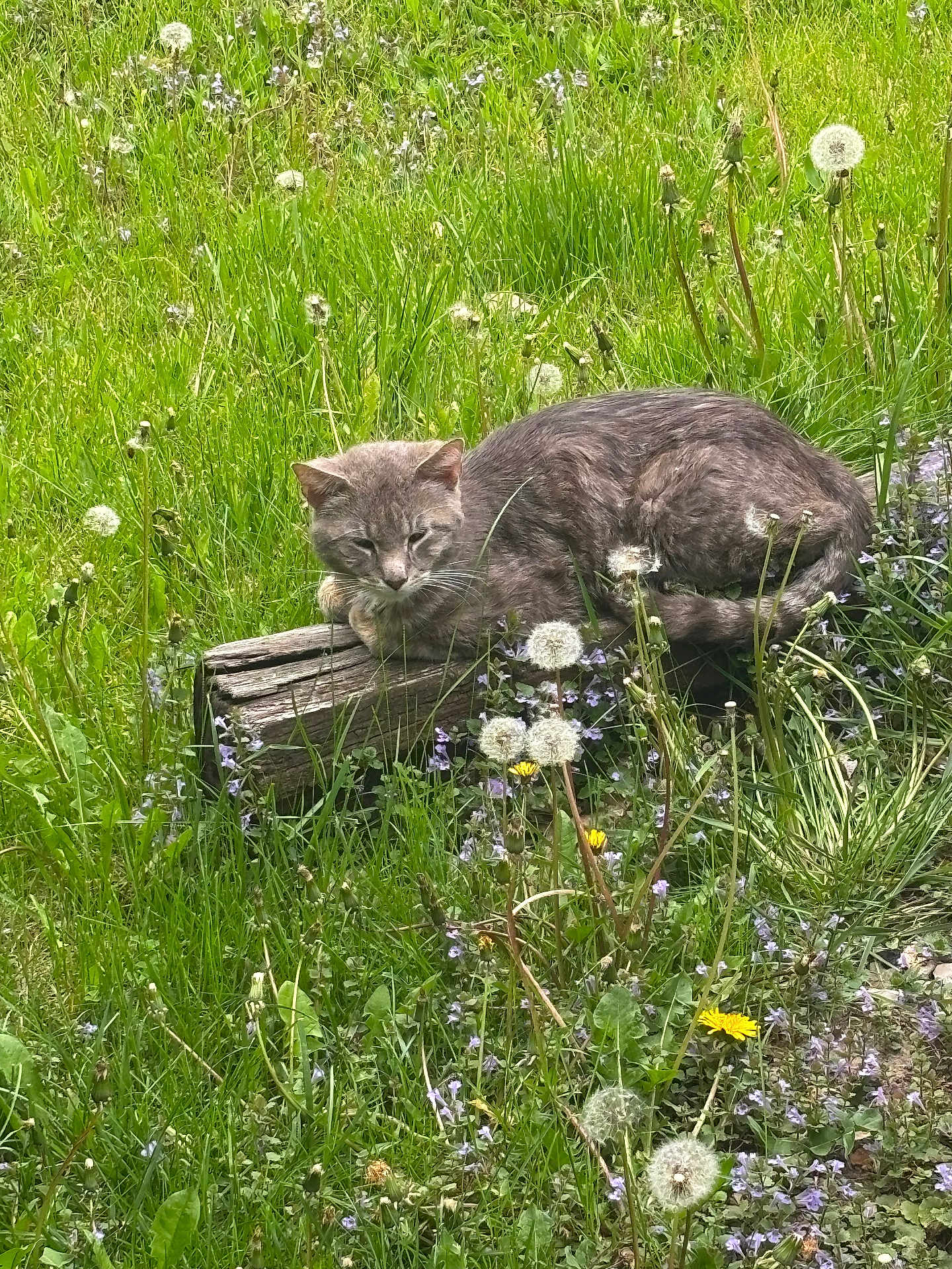 Gizmo joined the competition — help win amazing prizes! cat, gray_cat, sleeping, wood_log, grass, meadow, dandelions, flowers, greenery, nature, outdoor, peaceful, relaxing, animal, feline, wildflowers, summer, daylight, resting, quiet