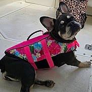 Georgia joined the competition — help win amazing prizes! dog, french_bulldog, life_jacket, pink, floral_pattern, boat, deck, backpack, leopard_print, water, sky, clouds, pet, animal, ears, paws, curious, outdoor, summer, relaxing