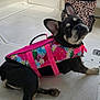 dog, french_bulldog, life_jacket, pink, floral_pattern, boat, deck, backpack, leopard_print, water, sky, clouds, pet, animal, ears, paws, curious, outdoor, summer, relaxing