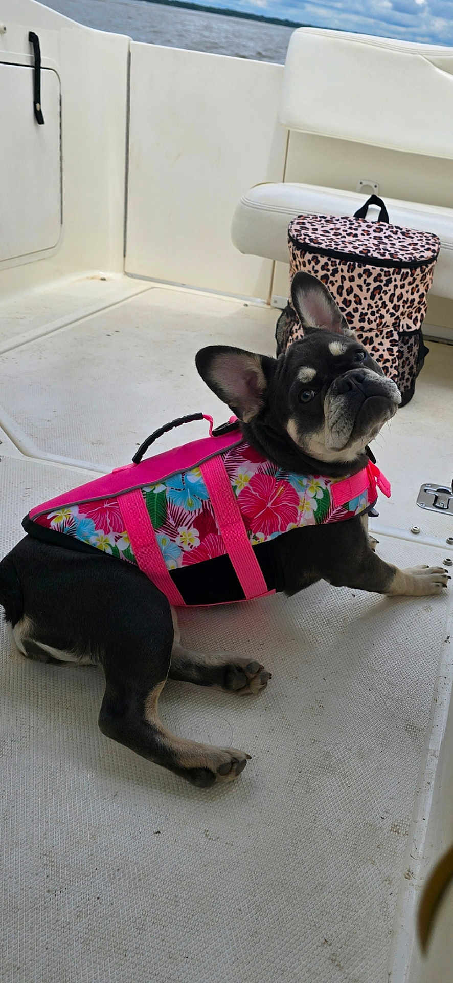 Georgia joined the competition — help win amazing prizes! dog, french_bulldog, life_jacket, pink, floral_pattern, boat, deck, backpack, leopard_print, water, sky, clouds, pet, animal, ears, paws, curious, outdoor, summer, relaxing