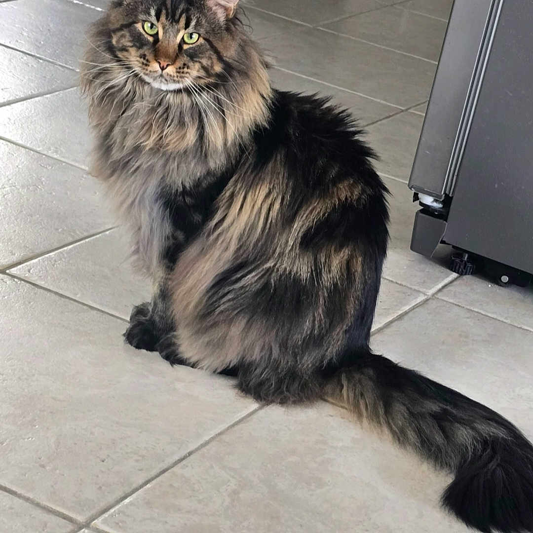 Uryan participe au concours pour gagner de l'argent avec cette photo : abyssinian, angora, animal, brasssection, cat, door, flagstone, furniture, hardwood, horn, indoors, kitten, manx, musicalinstrument, path, pet, slate, tile, walkway, wood