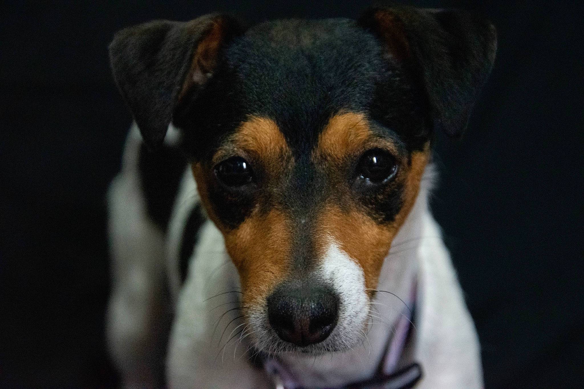 Lana participe au concours pour gagner de l'argent avec cette photo : canidae, carnivore, chilean_fox_terrier, collar, companion_dog, dog, dog_breed, fur, small_terrier, terrestrial_animal, terrier, whiskers, working_animal, working_dog