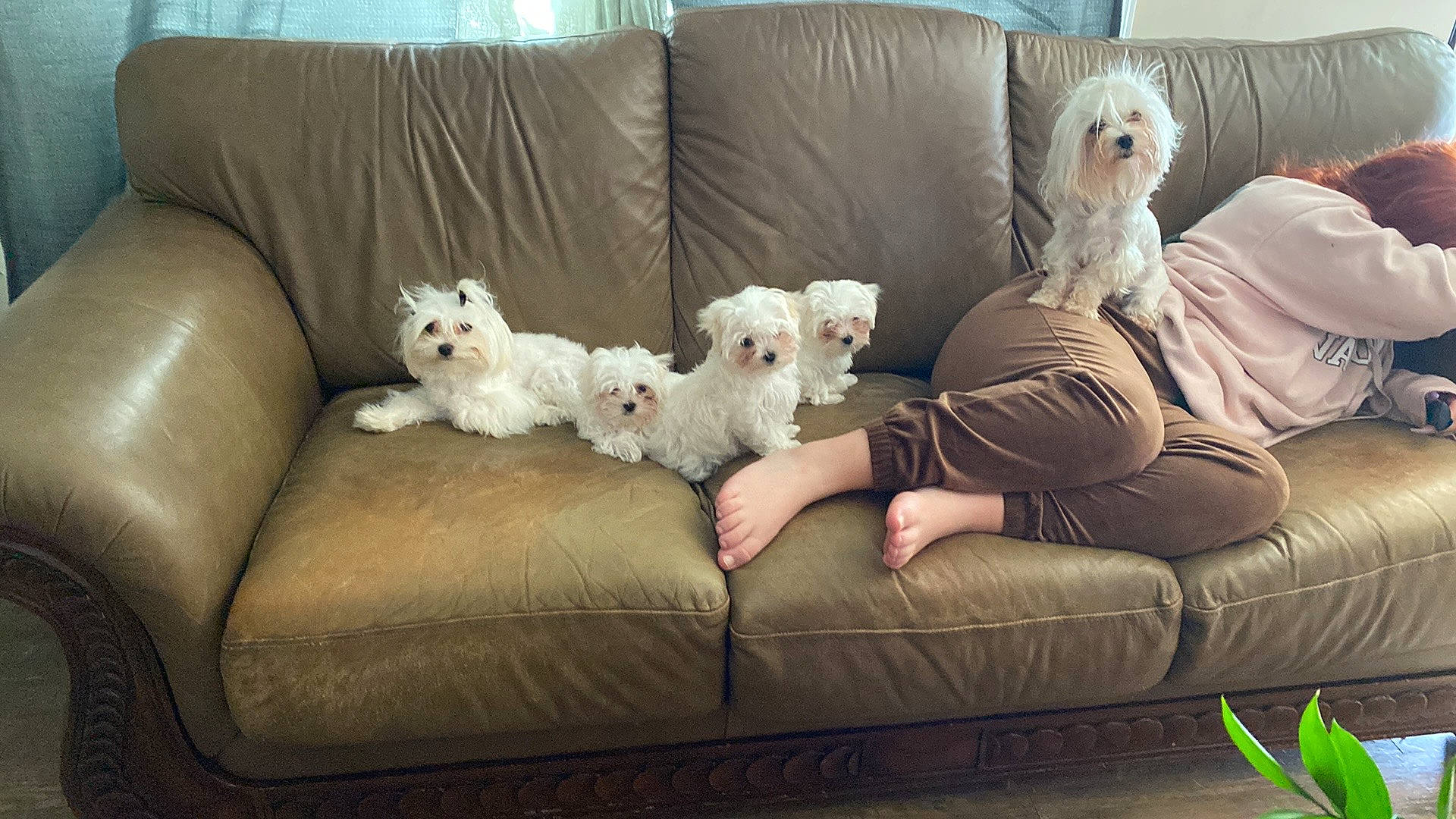 Lillie joined the competition — help win amazing prizes! carnivore, chair, comfort, companion_dog, couch, dog, dog_breed, felidae, fur, furniture, living_room, pillow, sofa_bed, sporting_group, sports_equipment, studio_couch, throw_pillow, toy, toy_dog, vertebrate