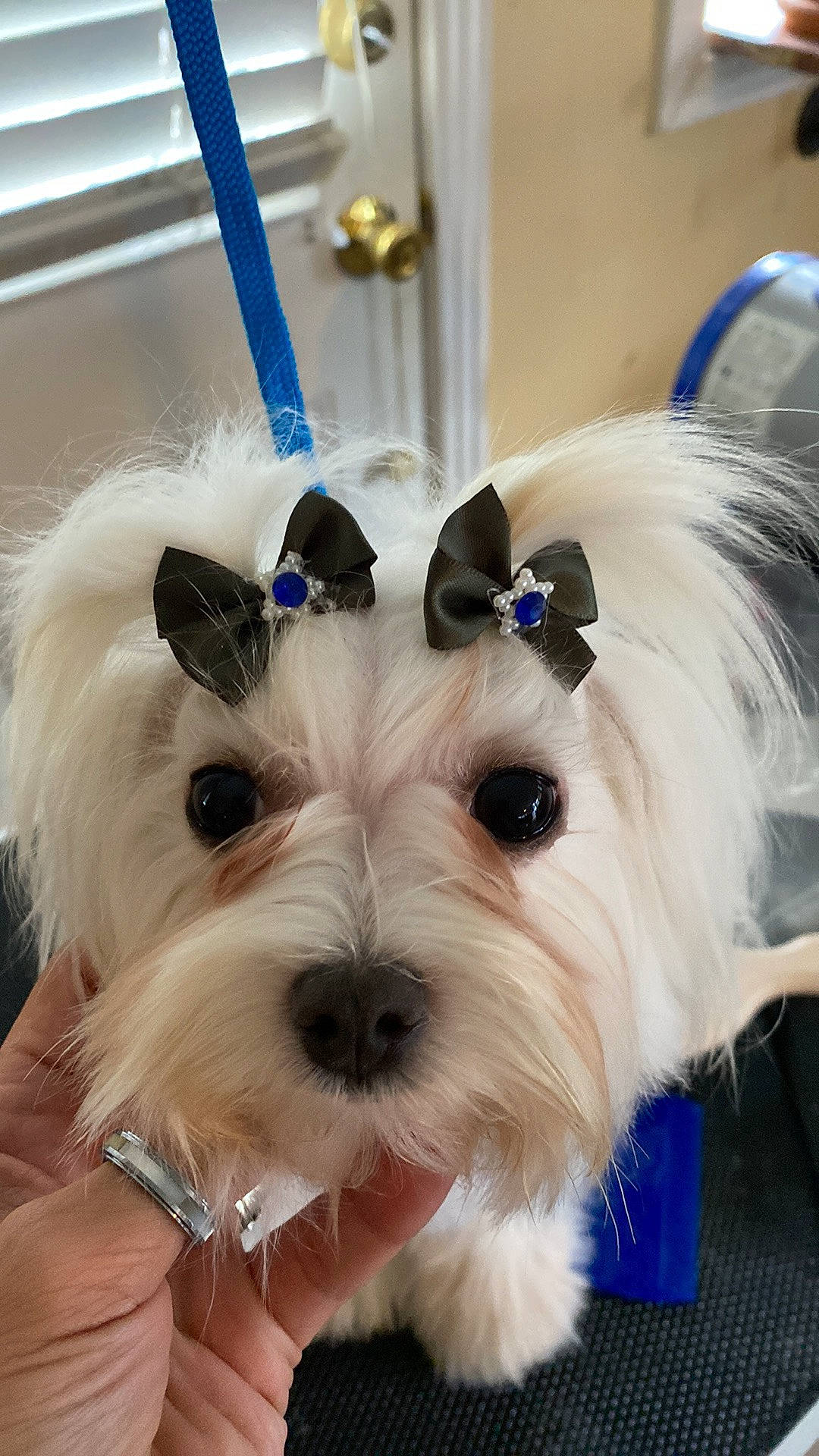 Lillie joined the competition — help win amazing prizes! blue, carnivore, collar, companion_dog, dog, dog_breed, dog_collar, dog_supply, ear, electric_blue, eyewear, fashion_accessory, fur, head, snout, sporting_group, terrier, toy_dog, white, working_animal