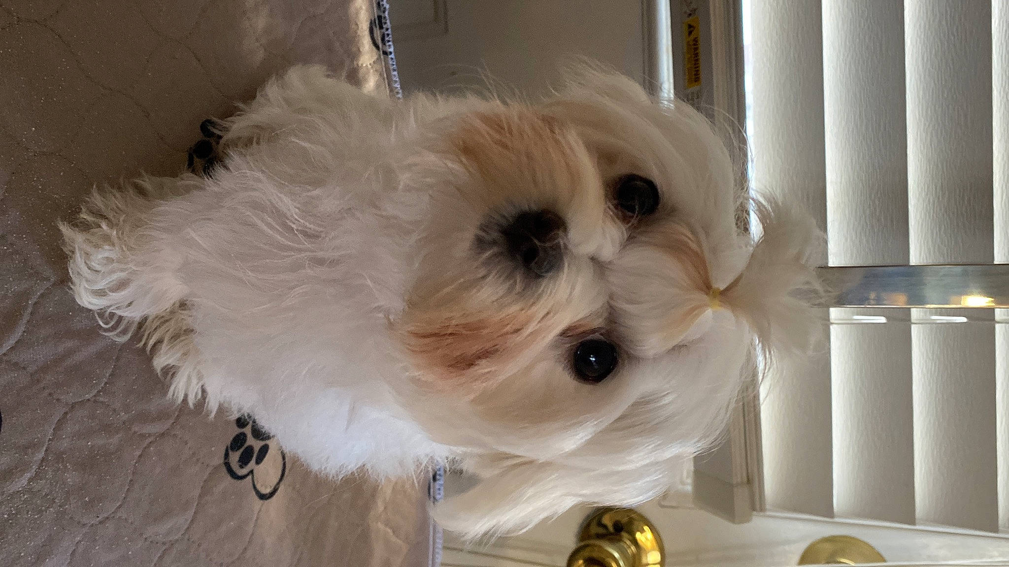 Koa joined the competition — help win amazing prizes! canidae, carnivore, collar, companion_dog, dog, dog_breed, dog_clothes, dog_collar, dog_supply, fashion_accessory, fawn, fur, pet_supply, puppy, small_terrier, sporting_group, terrier, toy_dog, whiskers, working_animal