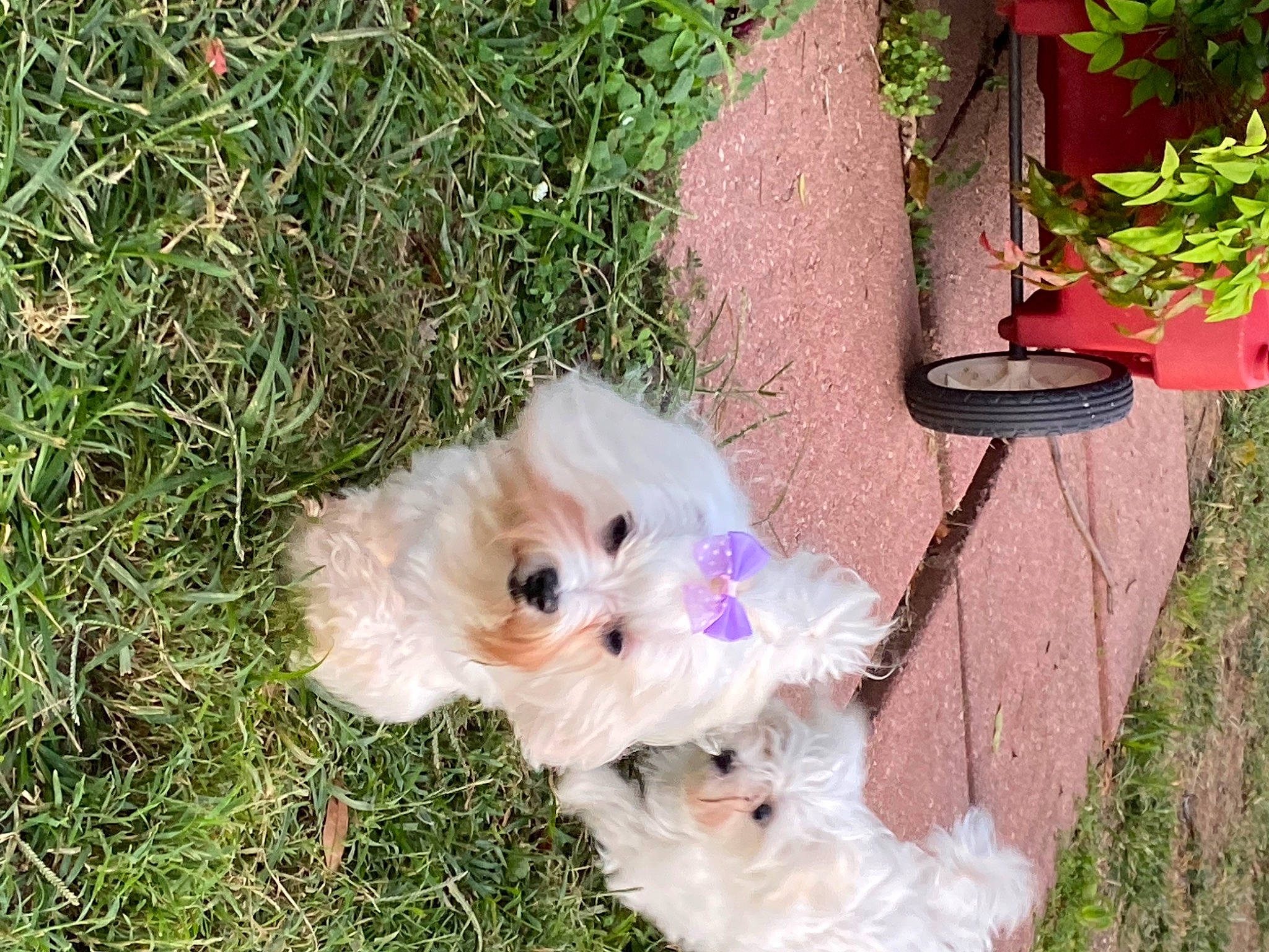 Nimue joined the competition — help win amazing prizes! canidae, carnivore, companion_dog, dog, dog_breed, fawn, flowerpot, fur, garden, grass, houseplant, non_sporting_group, plant, small_terrier, sporting_group, tail, terrier, toy, toy_dog, yard