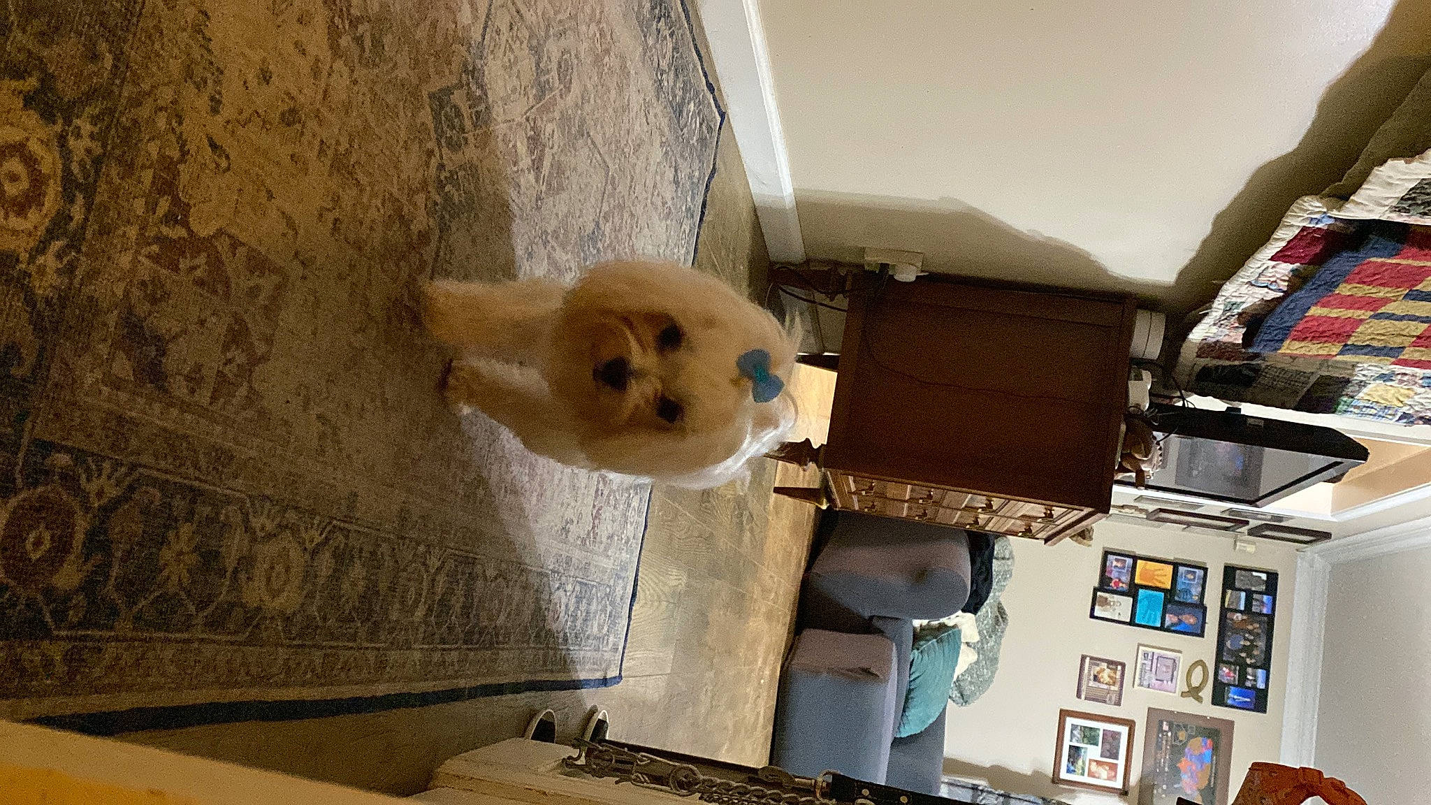 Nimue is registered to the contest to win money with this photo: building, canidae, carnivore, ceiling, companion_dog, dog_breed, fawn, felidae, fur, house, machine, plush, room, small_to_medium_sized_cats, stuffed_toy, teddy_bear, toy, whiskers, window, wood