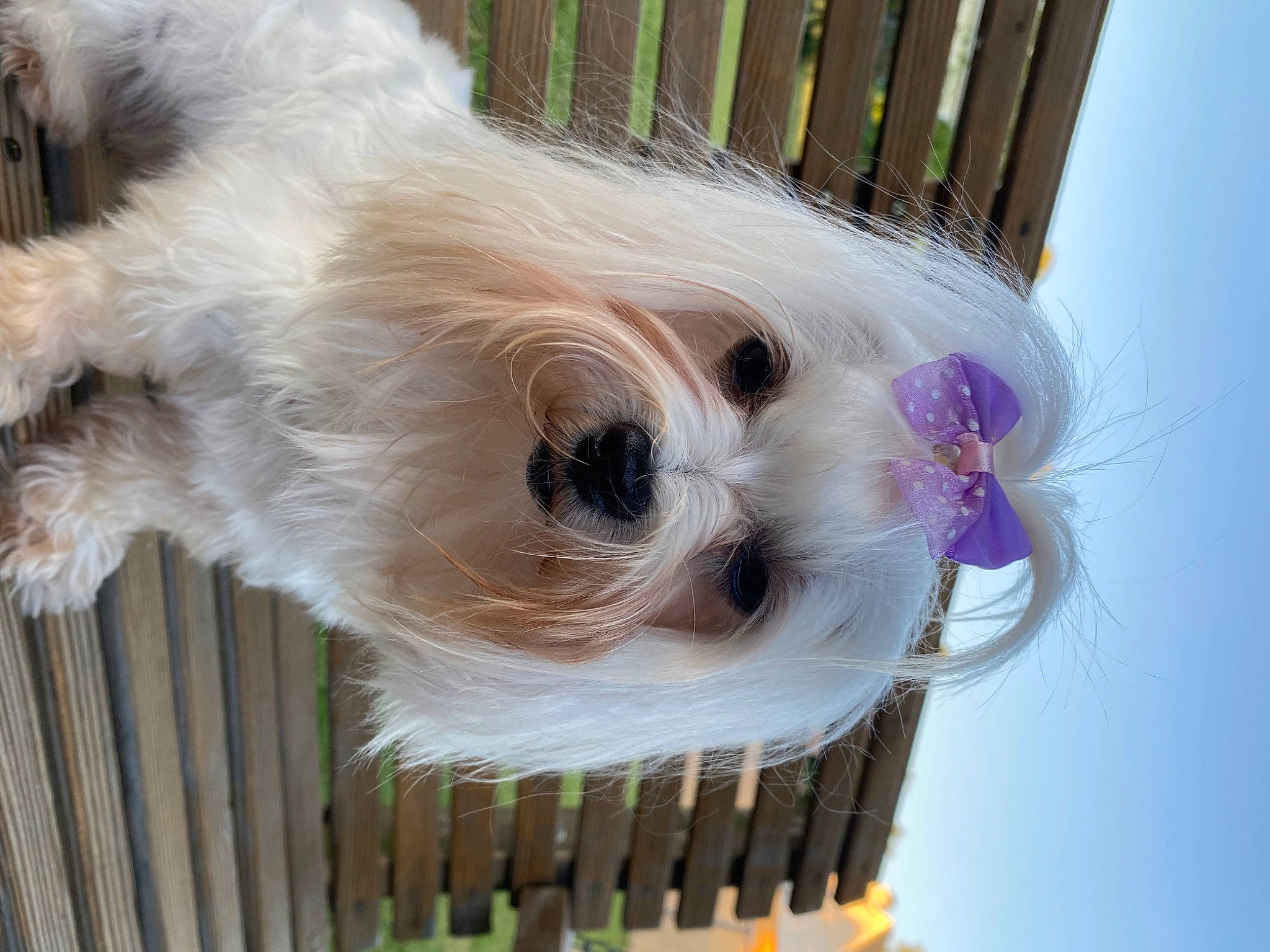 Nimue is registered to the contest to win money with this photo: basket, canidae, carnivore, companion_dog, dog, dog_breed, dog_collar, dog_supply, fawn, fur, non_sporting_group, pet_supply, puppy_love, small_terrier, sporting_group, terrier, toy, toy_dog, wood, working_animal