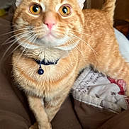 Simba is registered to the contest to win money with this photo: cat, orange_tabby, collar, bell, bed, bedding, quilt, indoor, pet, feline, whiskers, paws, crossed_paws, yellow_eyes, fur, domestic_animal, close_up, wooden_door, home, curious