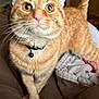 cat, orange_tabby, collar, bell, bed, bedding, quilt, indoor, pet, feline, whiskers, paws, crossed_paws, yellow_eyes, fur, domestic_animal, close_up, wooden_door, home, curious