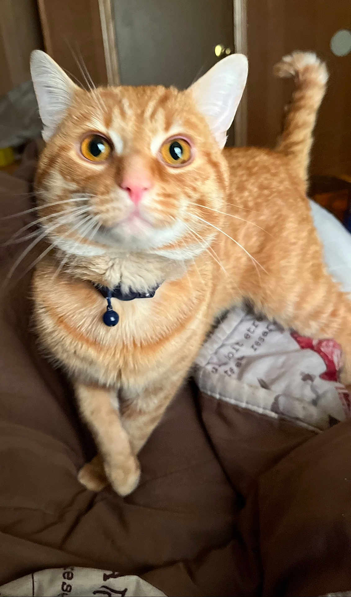 Simba