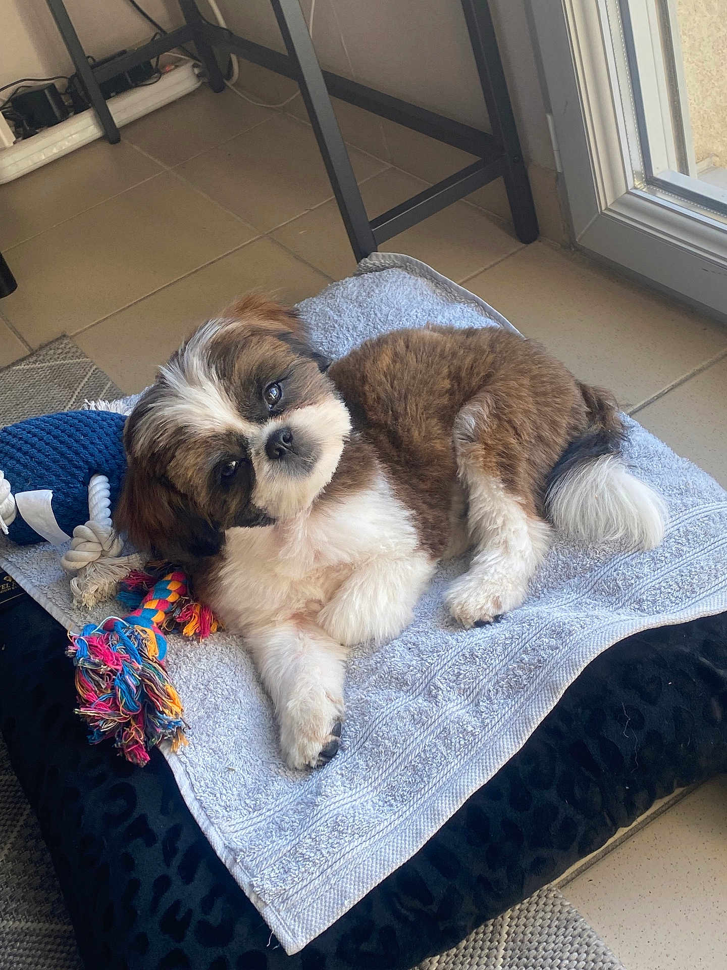 Abys a rejoint le concours — aidez-le/la à gagner de superbes lots ! puppy, dog, brown, white, towel, bed, toy, rope_toy, indoor, floor, tile_floor, curious, pet, cozy, resting, small_dog, fluffy, cute, head_tilt, window