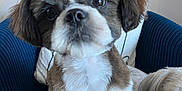 Abys participe au concours pour gagner de l'argent avec cette photo : dog, puppy, pet, animal, fur, cute, indoor, chair, blue_chair, close_up, white_fur, brown_fur, small_dog, companion, domestic_animal, furry, sitting, curious, two_dogs, pet_harness