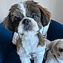 dog, puppy, pet, animal, fur, cute, indoor, chair, blue_chair, close_up, white_fur, brown_fur, small_dog, companion, domestic_animal, furry, sitting, curious, two_dogs, pet_harness