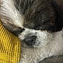 Abys participe au concours pour gagner de l'argent avec cette photo : dog, sleeping, close_up, fluffy, nose, fur, resting, yellow_fabric, texture, cozy, pet, animal, cute, paw, indoors, relaxed, snuggling, soft, companion, calm
