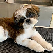 Abys participe au concours pour gagner de l'argent avec cette photo : puppy, dog, fluffy, groomed, pet, animal, cute, portrait, indoor, black_surface, head_tilt, small_dog, white_fur, brown_fur, face, eyes, nose, paw, resting, table
