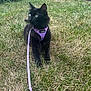 cat, black_cat, purple_harness, leash, grass, outdoor, pet, animal, green_eyes, feline, nature, lawn, curious, resting, fur, whiskers, ears, side_view, daylight, garden
