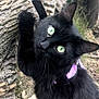 Spooky joined the competition — help win amazing prizes! black_cat, cat, animal, pet, outdoor, tree_trunk, fur, collar, green_eyes, nature, curious, close_up, whiskers, climbing, grass, wood, wildlife, mammal, alert, portrait