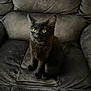 Spooky joined the competition — help win amazing prizes! cat, kitten, black_cat, pet, indoor, furniture, armchair, cozy, fur, whiskers, ears, eyes, sitting, cute, animal, domestic_animal, mammal, young, resting, curious