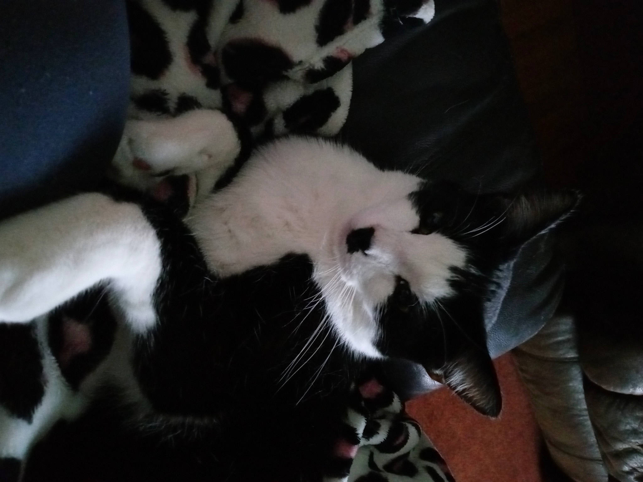 Domino joined the competition — help win amazing prizes! canidae, carnivore, cat, claw, comfort, dog_breed, domestic_short_haired_cat, fang, felidae, fur, nap, paw, small_to_medium_sized_cats, snout, sporting_group, tail, terrestrial_animal, whiskers