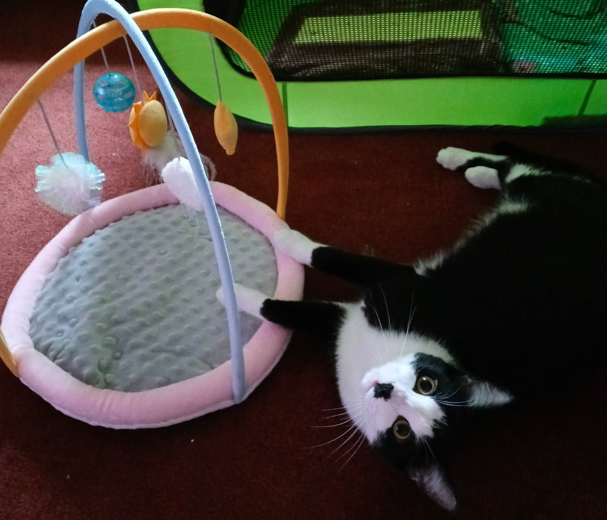 Domino joined the competition — help win amazing prizes! baby, baby_products, baby_toys, carnivore, cat, circle, dog_breed, domestic_short_haired_cat, fashion_accessory, felidae, flooring, fur, infant_bed, paw, room, small_to_medium_sized_cats, sporting_group, tail, toy, whiskers