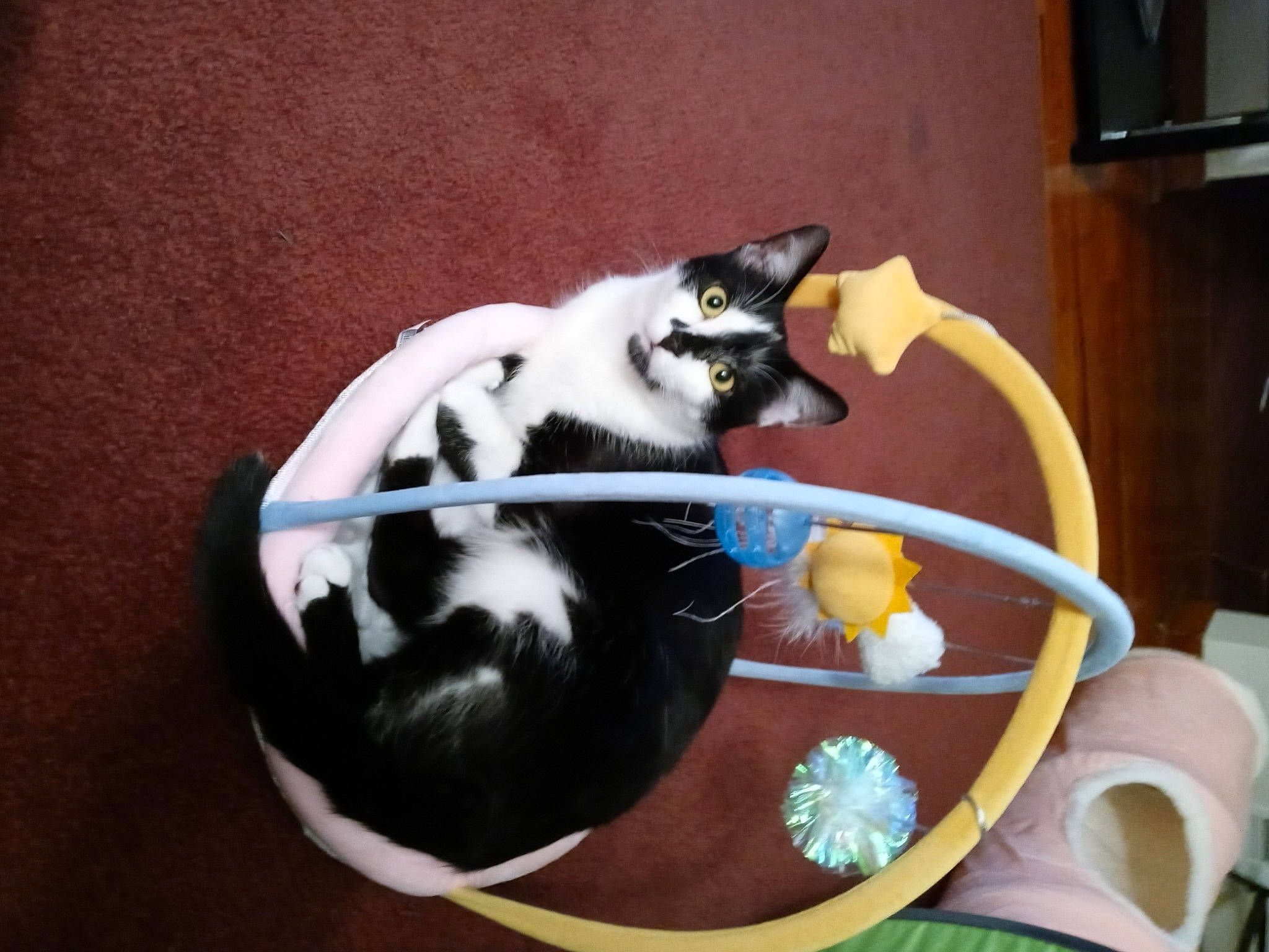 Bandit joined the competition — help win amazing prizes! basket, carnivore, cat, cat_bed, cat_supply, chair, comfort, companion_dog, felidae, flooring, fur, pet_supply, recreation, room, serveware, small_to_medium_sized_cats, table, tail, whiskers, wood