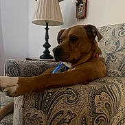 Fisher joined the competition — help win amazing prizes! armchair, brown_dog, canine, comfortable, cozy, decor, dog, domestic_animal, furniture, home, indoor, lamp, living_room, patterned_furniture, pet, relaxed, resting, side_view, stretching, wooden_shelf