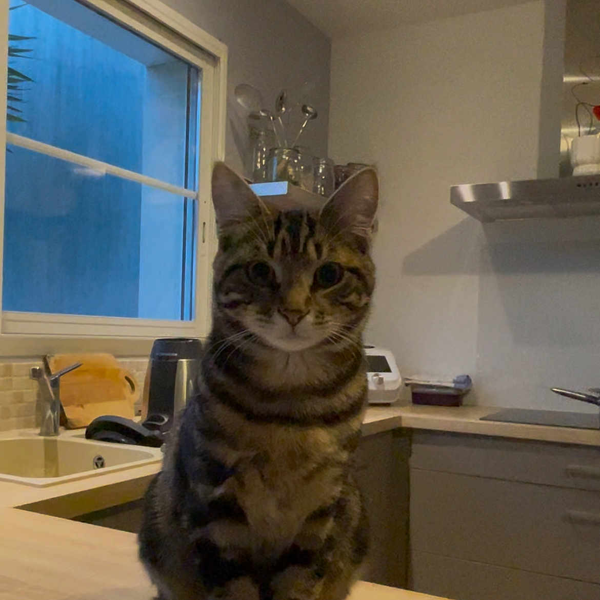 Twix participe au concours pour gagner de l'argent avec cette photo : animal, architecture, building, cat, closet, cupboard, desk, furniture, hardwood, indoors, interiordesign, livingroom, pet, plywood, room, shelf, sink, sinkfaucet, table, wood