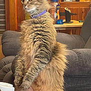 Mando is registered to the contest to win money with this photo: cat, tabby, fluffy, purple_collar, table, books, disinfectant_spray, living_room, armchair, wood_paneling, ceramic_cat, figurine, household_items, indoor, pet, feline, alert, sitting, cluttered, cozy
