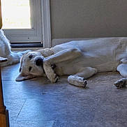 Murphy is registered to the contest to win money with this photo: dog, lying_down, floor, indoor, light, door, wooden_furniture, curious, relaxed, pet, animal, home, tile_floor, white_dog, paw, ear, snout, resting, domestic, companion
