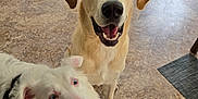 Murphy is registered to the contest to win money with this photo: dog, pets, indoor, happy, smiling, floor, tile, light, kitchen, brown, white, fur, ears, eyes, mouth, tongue, waiting, looking_up, two_dogs, companion