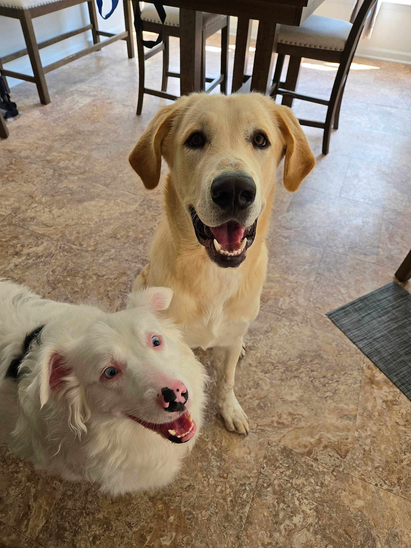 Murphy is registered to the contest to win money with this photo: dog, pets, indoor, happy, smiling, floor, tile, light, kitchen, brown, white, fur, ears, eyes, mouth, tongue, waiting, looking_up, two_dogs, companion