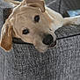 Murphy joined the competition — help win amazing prizes! dog, labrador, golden_retriever, pet, animal, indoor, couch, resting, head, face, ears, fur, closeup, portrait, canine, relaxed, looking, texture, gray, cozy