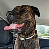 Lorka participe au concours pour gagner de l'argent avec cette photo : dog, brindle, tongue_out, pet, car, backseat, happy, canine, collar, animal, inside, transportation, window, seat, looking, closeup, fur, domestic_animal, mammal, portrait
