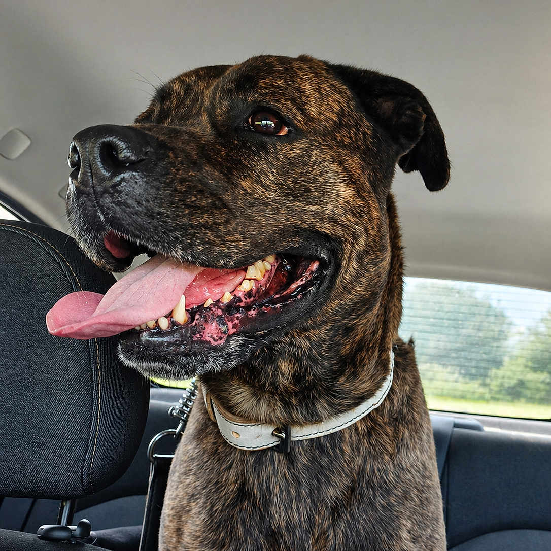 Lorka participe au concours pour gagner de l'argent avec cette photo : dog, brindle, tongue_out, pet, car, backseat, happy, canine, collar, animal, inside, transportation, window, seat, looking, closeup, fur, domestic_animal, mammal, portrait