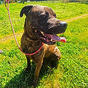 Lorka participe au concours pour gagner de l'argent avec cette photo : dog, brindle, leash, green_grass, outdoor, sunny, panting, tongue_out, happy, sitting, nature, trees, person_hand, summer, animal, pet, canine, field, daylight, park
