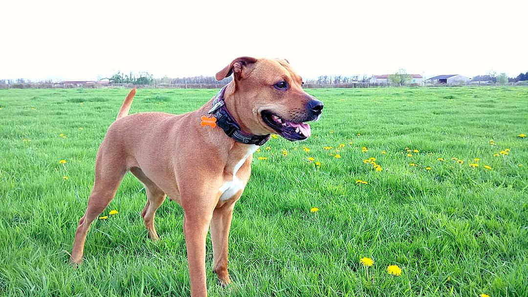 Athéna a rejoint le concours — aidez-le/la à gagner de superbes lots ! carnivore, collar, companion_dog, dog, dog_breed, dog_collar, dog_supply, fawn, grass, grassland, gun_dog, liver, people_in_nature, pet_supply, plant, sky, snout, tail, tree, working_animal