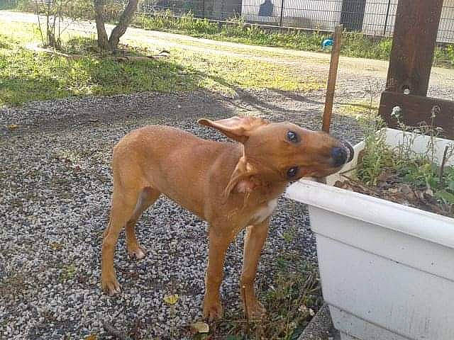 Athéna a rejoint le concours — aidez-le/la à gagner de superbes lots ! canidae, carnivore, collar, companion_dog, dog, dog_breed, fawn, fence, grass, liver, plant, sporting_group, street_dog, tail, terrestrial_animal, tree, wood, working_animal, working_dog