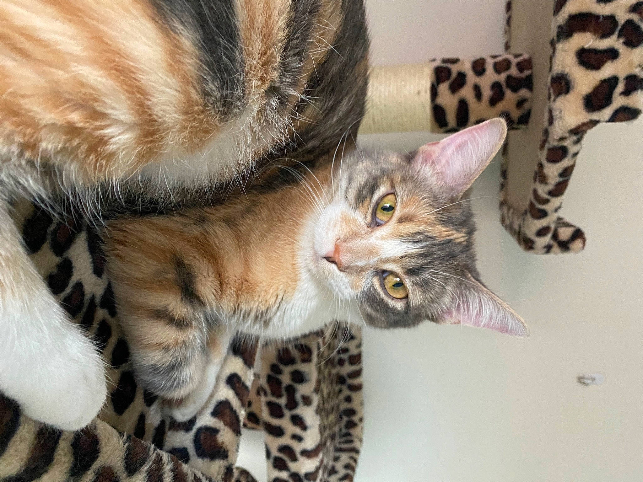 Creeper joined the competition — help win amazing prizes! carnivore, cat, claw, comfort, domestic_short_haired_cat, ear, eye, felidae, fur, mammal, organism, pattern, paw, small_to_medium_sized_cats, snout, tail, terrestrial_animal, vertebrate, whiskers, wildlife