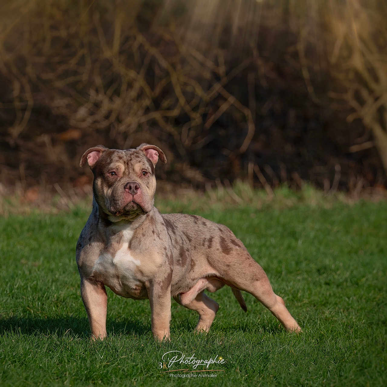Oslo a rejoint le concours — aidez-le/la à gagner de superbes lots ! animal, boxer, bulldog, canine, dog, field, frenchbulldog, grass, grassland, hound, labradorretriever, lawn, nature, outdoors, pet, pitbull, plant, pointer, puppy, terrier