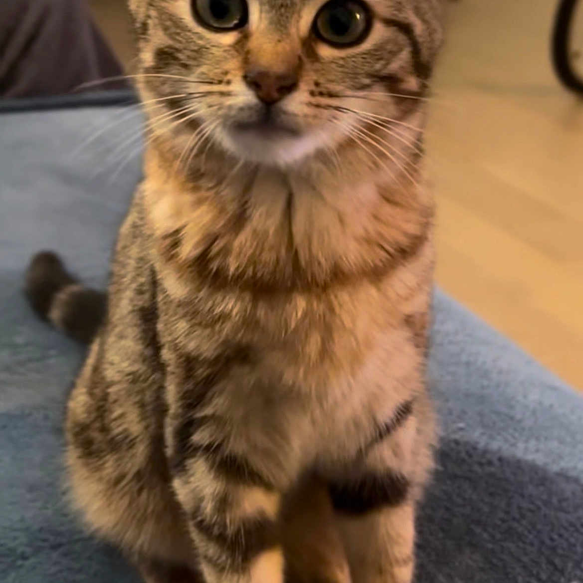 Mathilda a rejoint le concours — aidez-le/la à gagner de superbes lots ! cat, kitten, tabby, feline, pet, animal, portrait, close_up, sitting, standing, wide_eyes, whiskers, ears, striped_fur, brown_fur, blue_blanket, indoor, cozy, adorable, photography