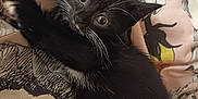Skye is registered to the contest to win money with this photo: kitten, black_and_white, cat, animal, pet, whiskers, curious, blanket, floral_pattern, indoor, cute, feline, young, playful, fur, claw, resting, soft, closeup, eyes