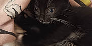 Skye joined the competition — help win amazing prizes! adorable, animal, black_cat, closeup, curious, cute, fabric, fur, indoor, kitten, pattern, paw, pet, playful, resting, small, soft, texture, whiskers, young