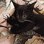 kitten, black_cat, whiskers, playful, fabric, pattern, pet, animal, cute, young, paw, fur, indoor, closeup, soft, texture, resting, curious, small, adorable